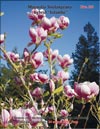 Magnolias Iolanthe