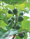   Ficuscarica L.