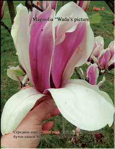 Magnolia Wada's picture
