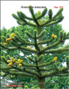 Monkey puzzle tree  Araucaria araucana