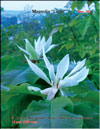Magnolia Lotus