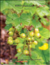 Red currants  
Ribes vulgare Lam.
