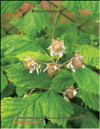    Rubus ellipticus