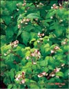    Rubus daeus