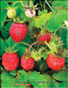 Wild strawberries  Fragaria vesca L.