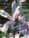 Magnolia Merill, Rosea
