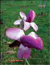 Magnolia Soulangeana Appolo