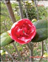 Japanese Camellia Shintsukasa