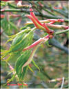 Acer Palmatum Japonicum 
Green lace