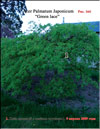 Acer Palmatum Japonicum 
Green lace