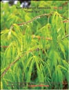 Acer Palmatum Japonicum Green lace