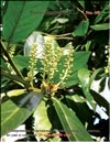 Lusitanian cherry-laurel  Prunus laurocerasus L.