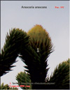    Araucaria araucana