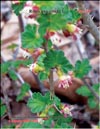 Gooseberry  Ribes 
uva-crspa L.