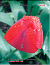   Tulipa L.