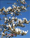Magnolia Kobus, Citron
