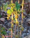 Red currants  Ribes vulgares Lam.></A>
<H3>Fig.67</H3></TD>
<TD ALIGN=center><A HREF=