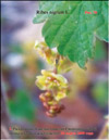 Black currants  Ribes nigrum L.