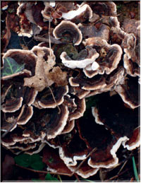Maitakes  verey rare and extremely health-giving mushroms, the mushroom ginseng