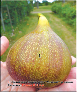Source of Life A huge fig fruit