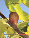 The fig tree  Ficus carica L.