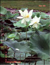 The White Lotus  Nelumbo nucifera alba