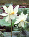 The White Lotus  Nelumbo nucifera alba
