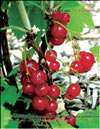 The red currants  Ribes vulgare Lam
