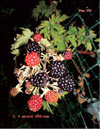 the blackberries  Rubus Caesius