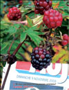the blackberries  Rubus Caesius
