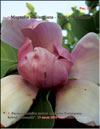 Magnolia Soulangiana  hybrid Iolannthe