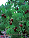    Rubus daeus