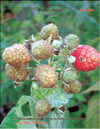 The red raspberry  Rubus daeus