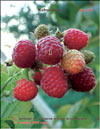 the red raspberries  Rubus daeus
