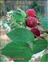 The red raspberry   Rubus daeus
