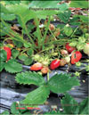 The strawberry  Fragaria ananassa