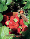 The strawberry  Fragaria ananassa