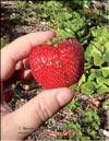the strawberry  Fragaria ananassa