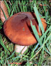 Royal mushroom or Black champignon  Agaricus Black