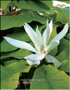 Magnolia Lotus