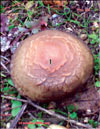 Witchs mushroom or serpent mushroom  Boletus Luridus