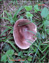 Oyster mushroom  Pleurotus Ostreatus