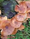 Oyster mushroom  Pleurotus Ostreatus