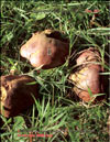 Pepper mushroom  Chalciporus piperarus