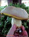 White mushroom  Boletus edulis