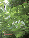 Catalpa bignoides ()