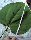 Catalpa bignoides ()