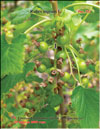 Black currants  Ribes nigrum L.