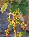 Red currants  Ribes vulgares Lam.